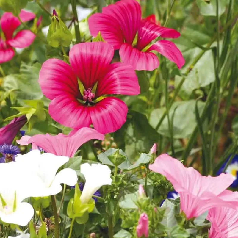 Malope A Grandes Fleurs Variees