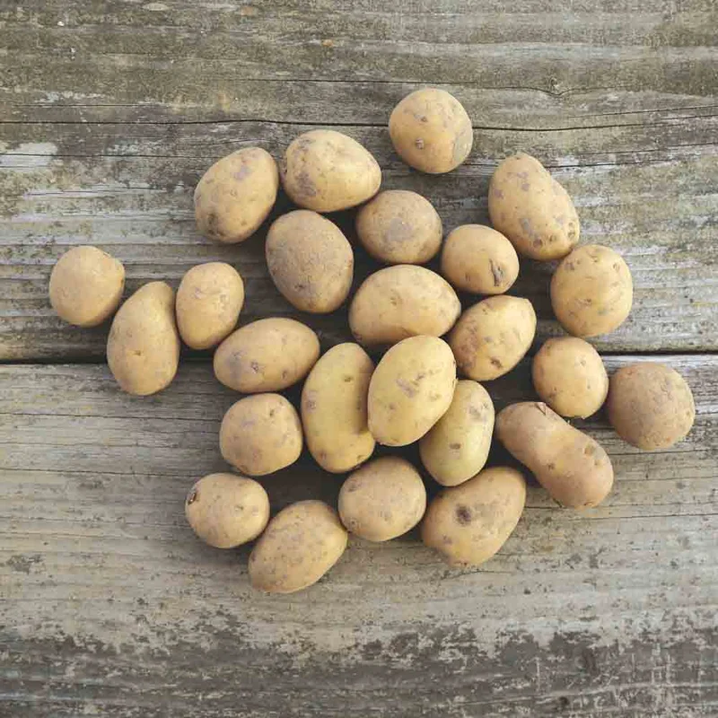 Pomme De Terre Dolwen De Bretagne® (Variété Charmeuse)