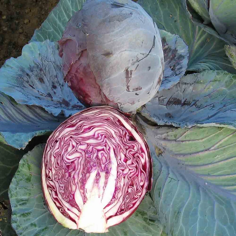 Chou Cabus Rouge Rodynda