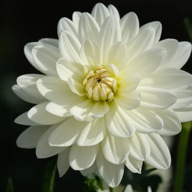 Dahlia White Perfection