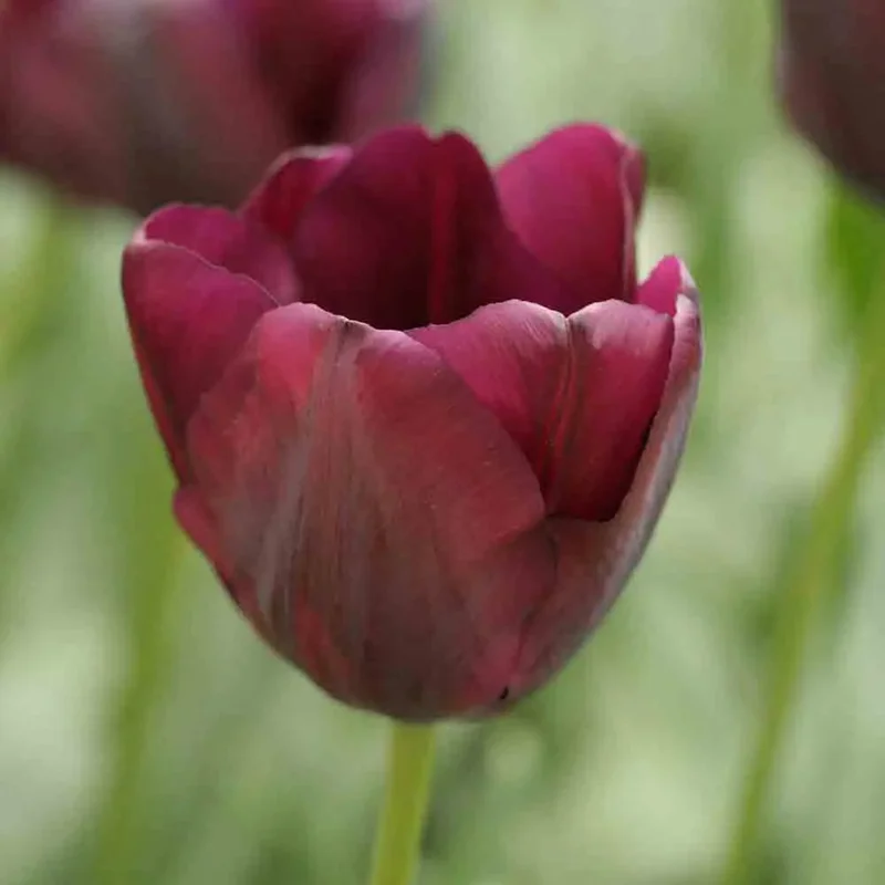 Tulipe Triomphe Black