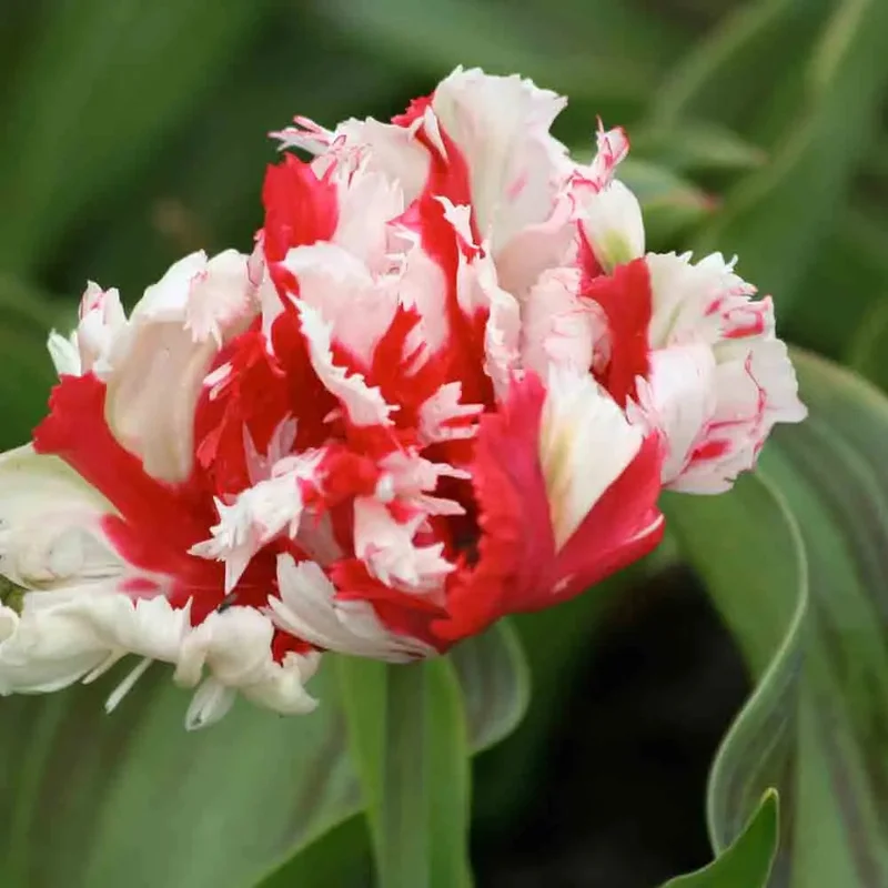 Tulipe Perroquet Estella Rijnveld