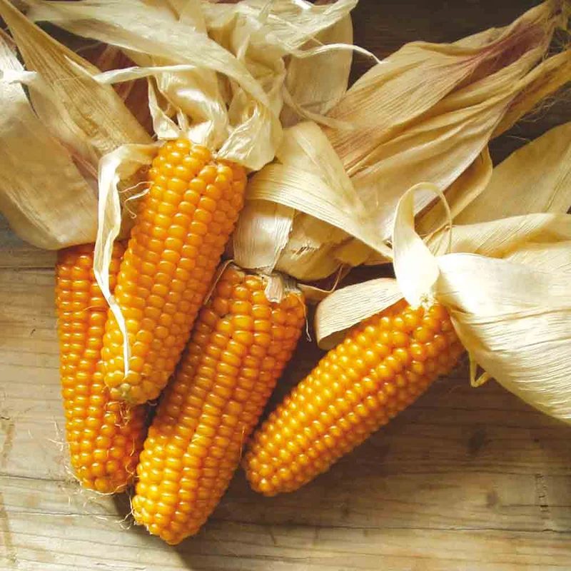 Maïs A Polenta Mergoscia