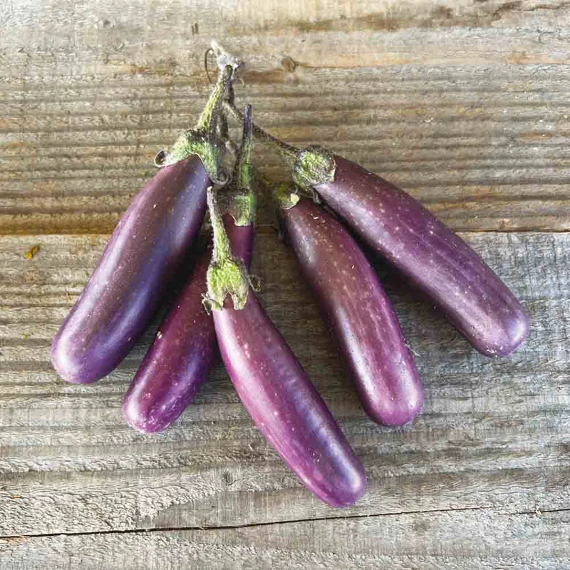 Aubergine Pusa Purple Cluster