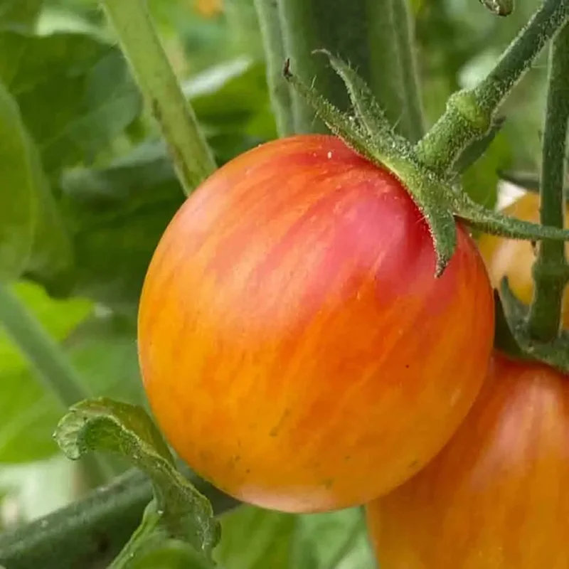 Tomate Artisan Golden Bumble Bee