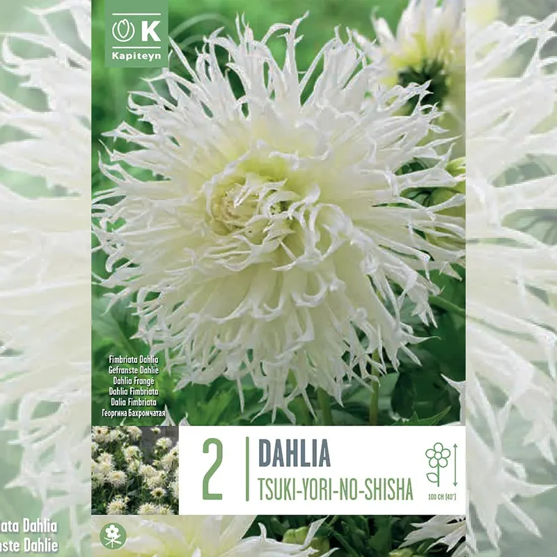 Dahlia Tsuki-yori-no-shisha