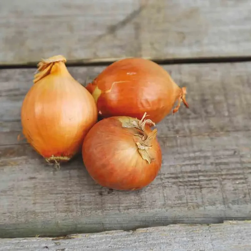 Oignon Jaune Stuttgarter