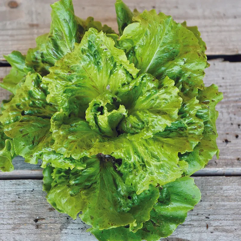 Laitue Batavia Goutte De Sang