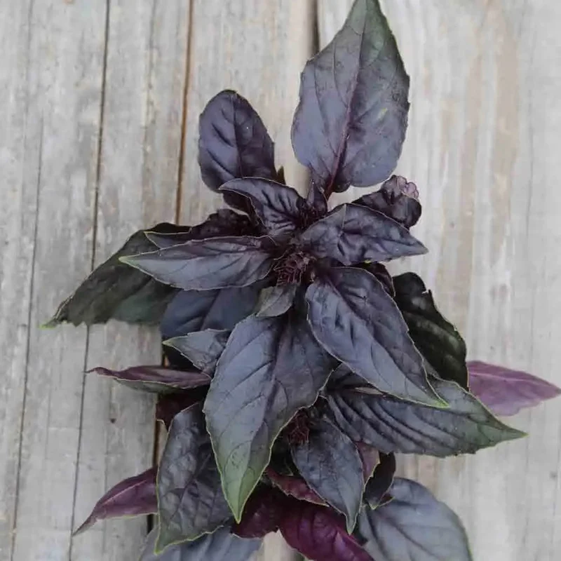 Basilic Pourpre