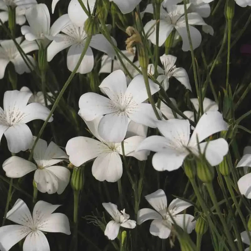 Nielle Des Bles Ocean Pearl