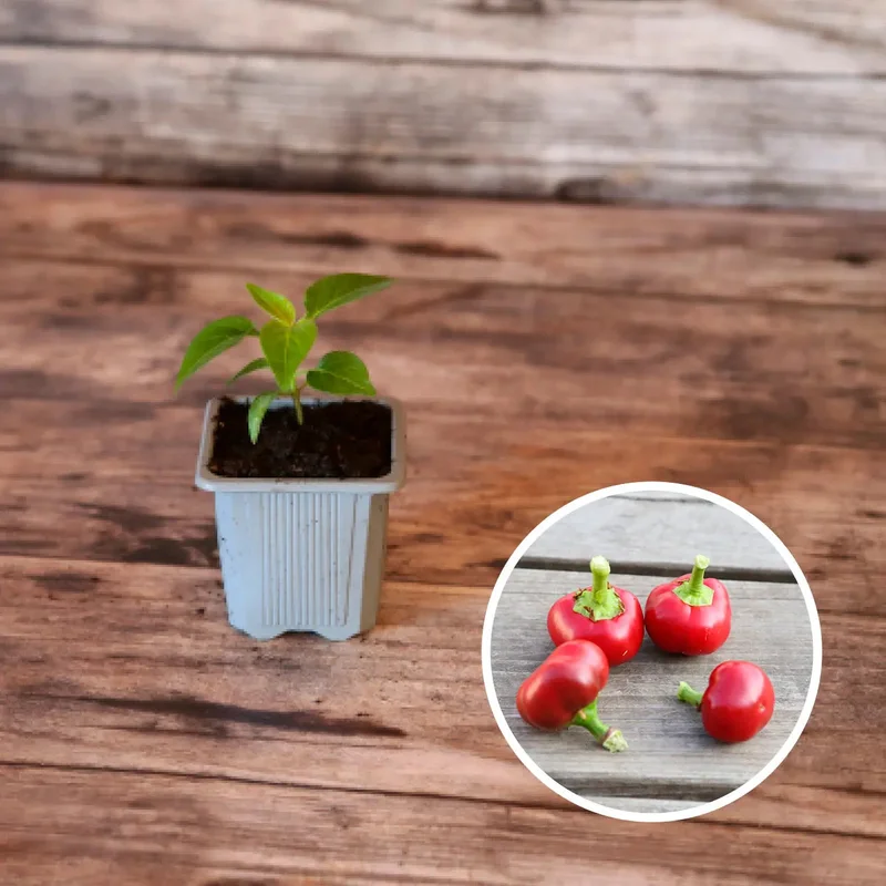 Piment Red Cherry  Plant
