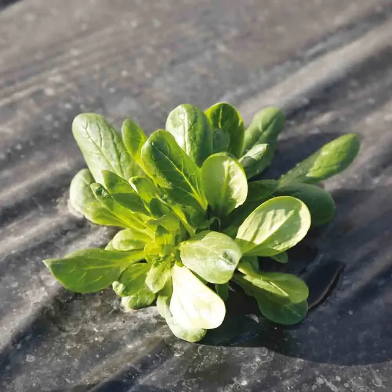 Mache Verte D'etampes