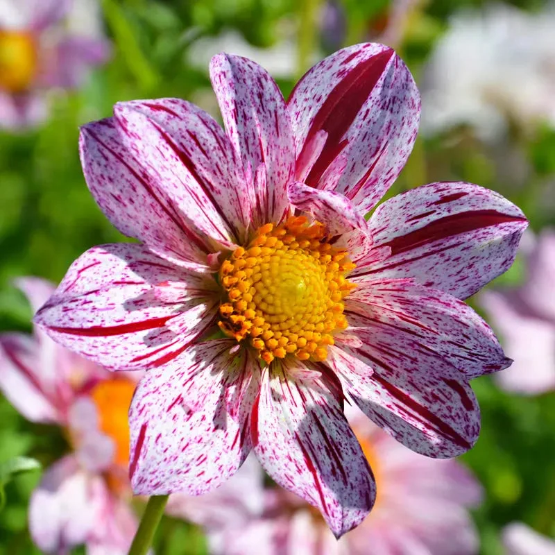 Dahlia Décoratif Géant Icare