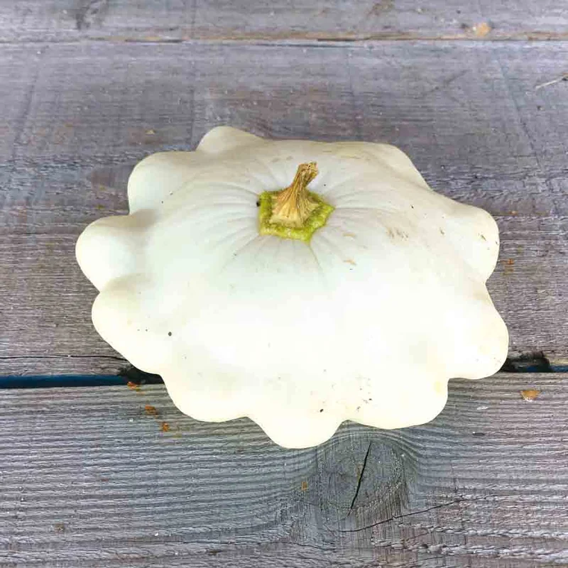 Courge Patisson Blanc