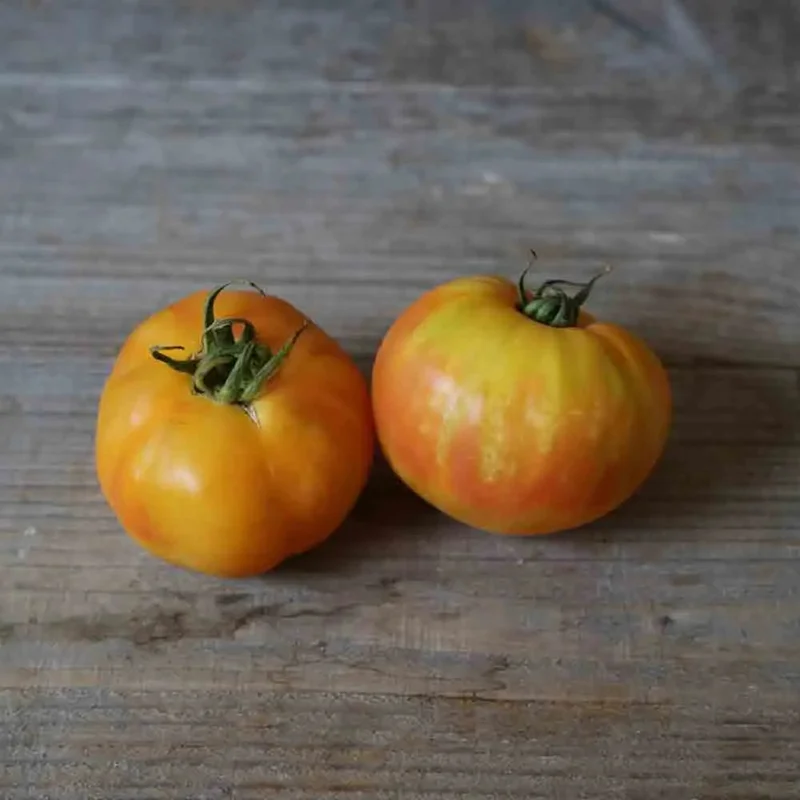 Tomate Big Rainbow