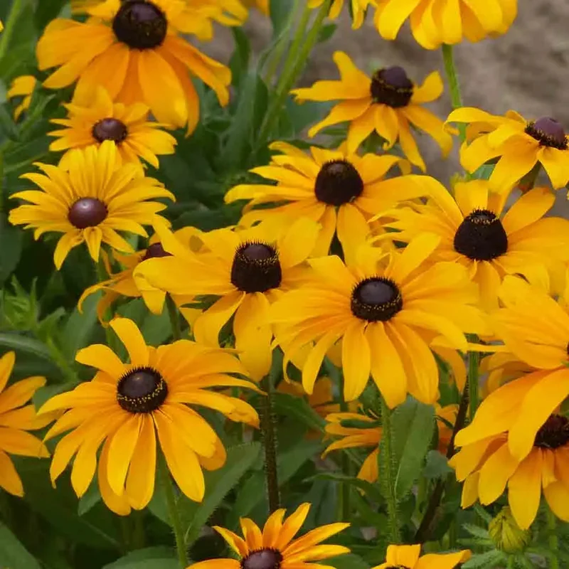 Rudbeckia Marmelade