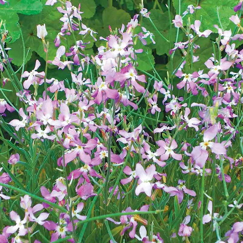 Giroflee Parfum Du Soir