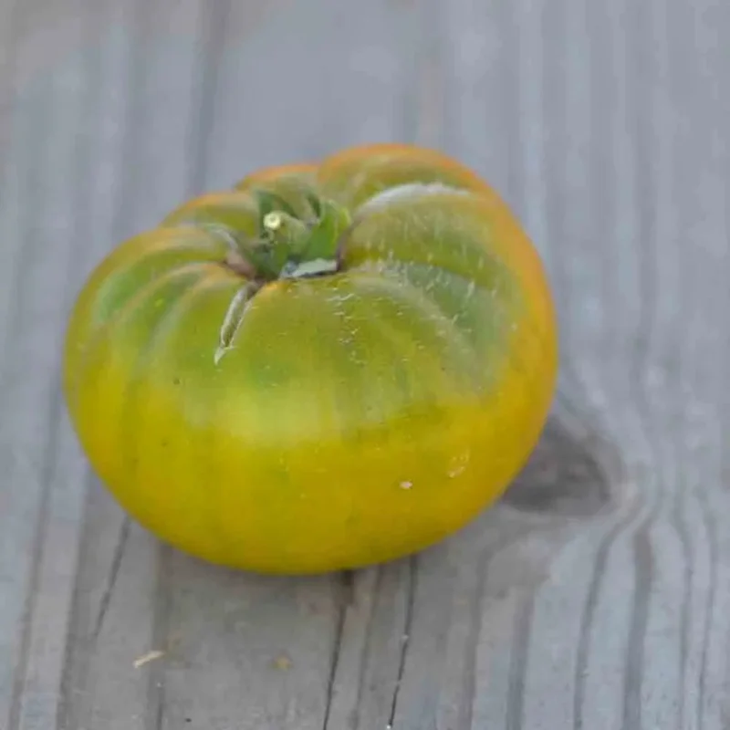 Tomate Green Moldovan