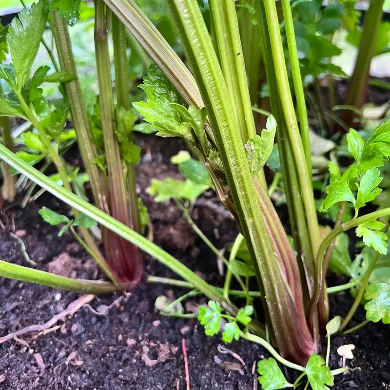 Celeri À Côtes Violet De Tours