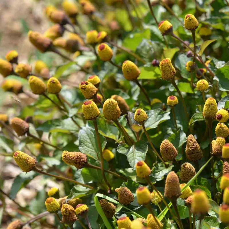 Cresson De Para Rouge Bredy Mafana