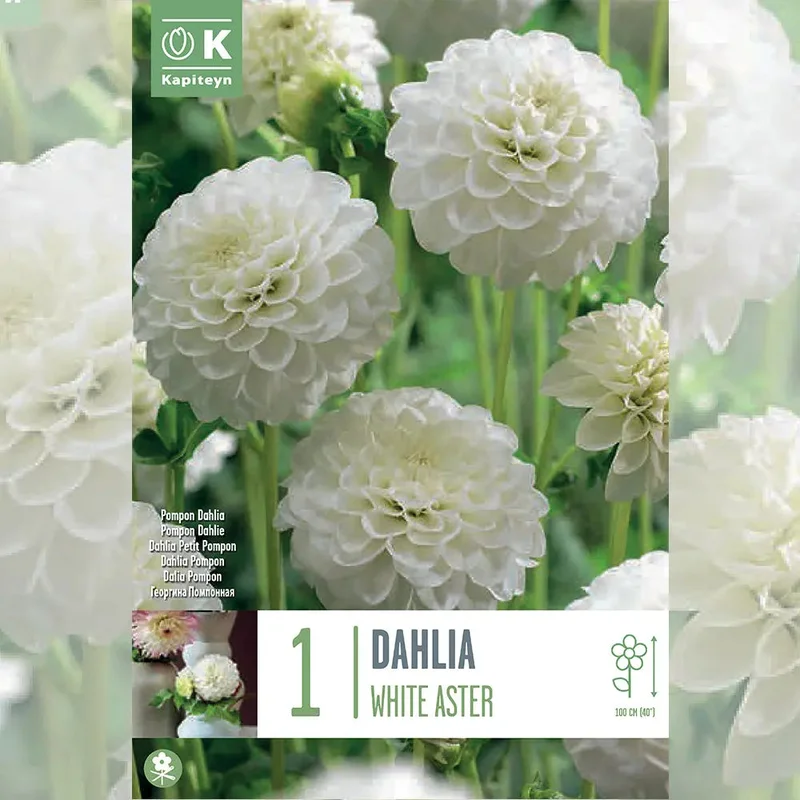 Dahlia White Aster