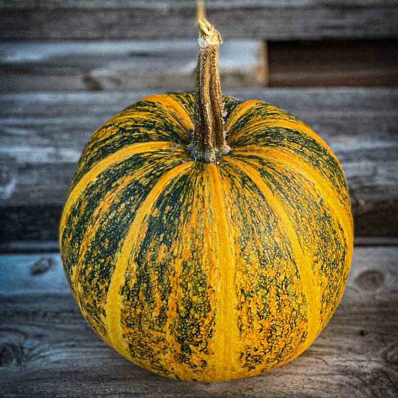 Courge Lady Godiva