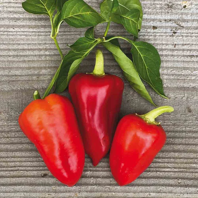 Poivron Ferenc Tender