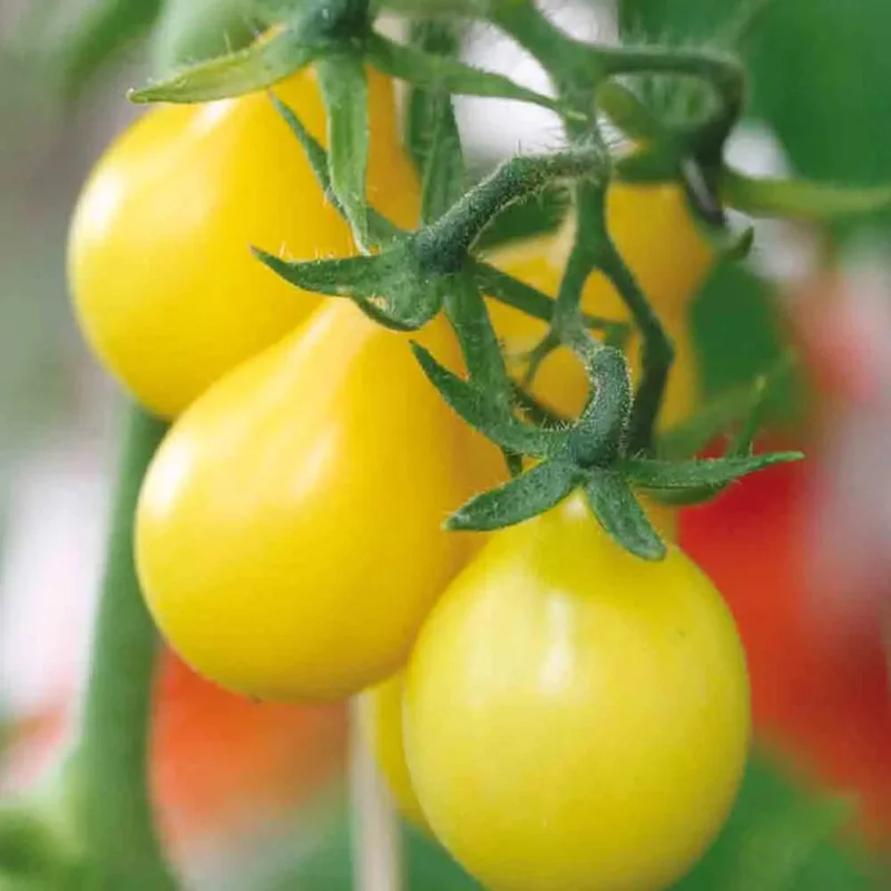 Tomate Poire Jaune