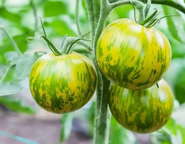 Tomate Green Zebra