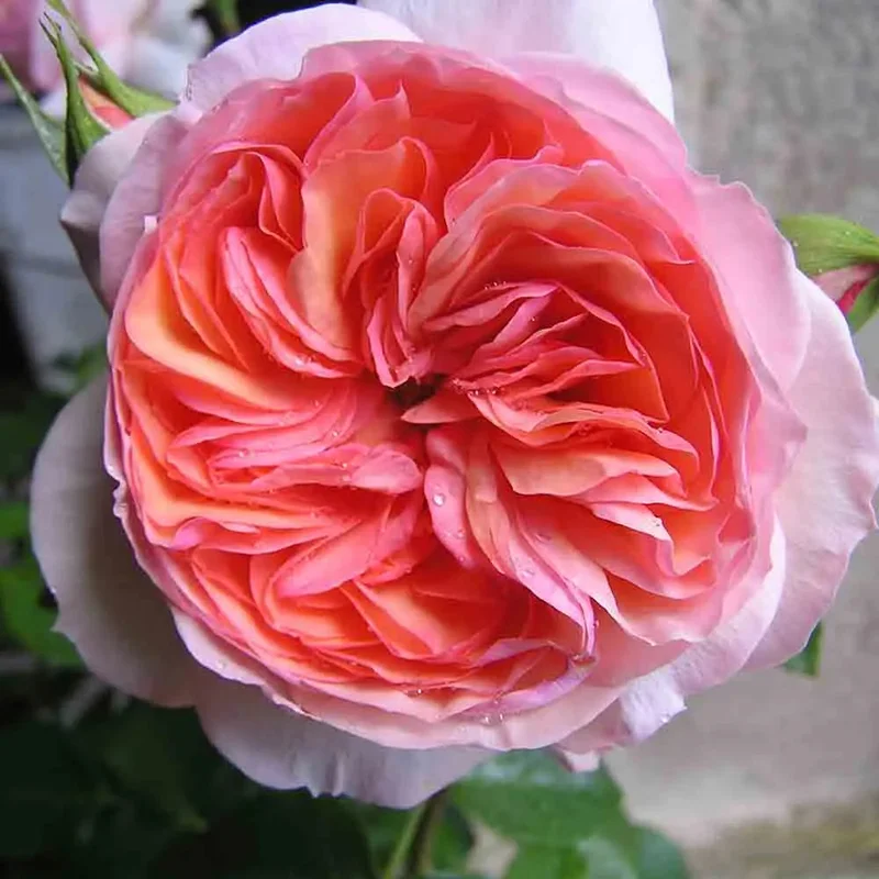 Rosier Sourire Du Havre