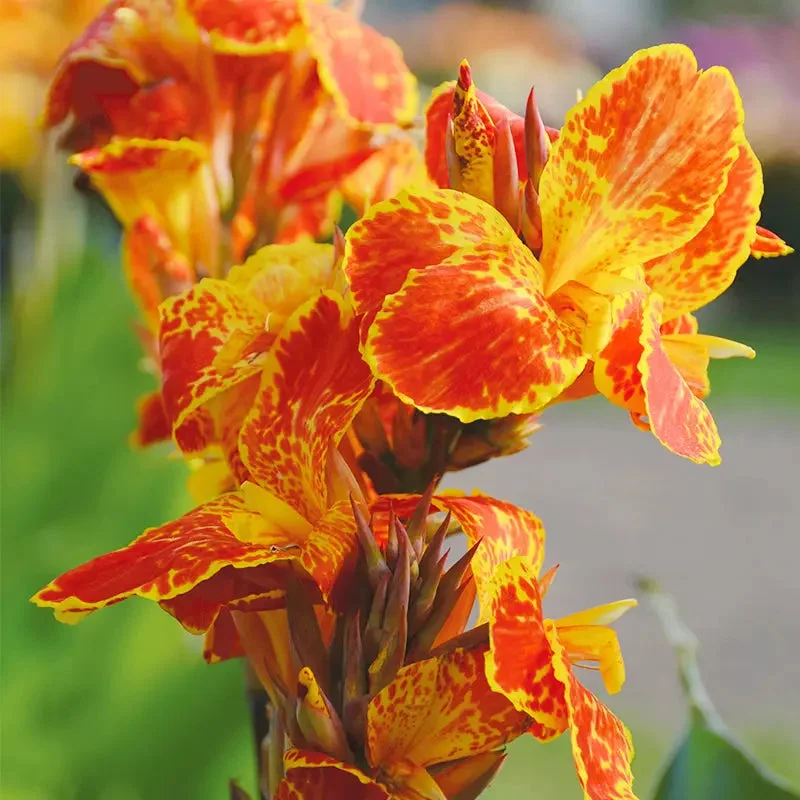 Canna Haut Calimero