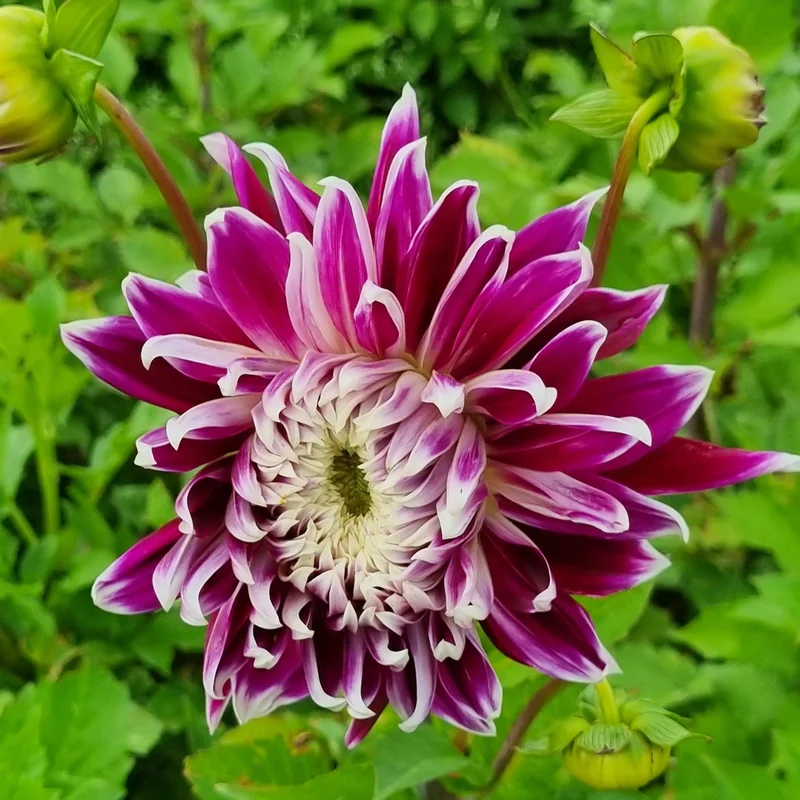 Dahlia Decoratif Vancouver
