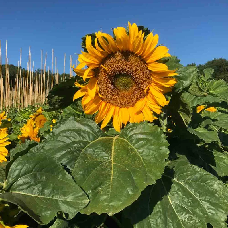 Tournesol Nain Jaune Simple Sunspot