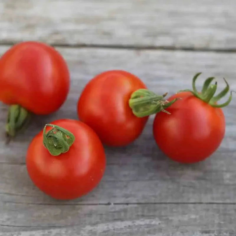 Tomate Gloire De Versailles