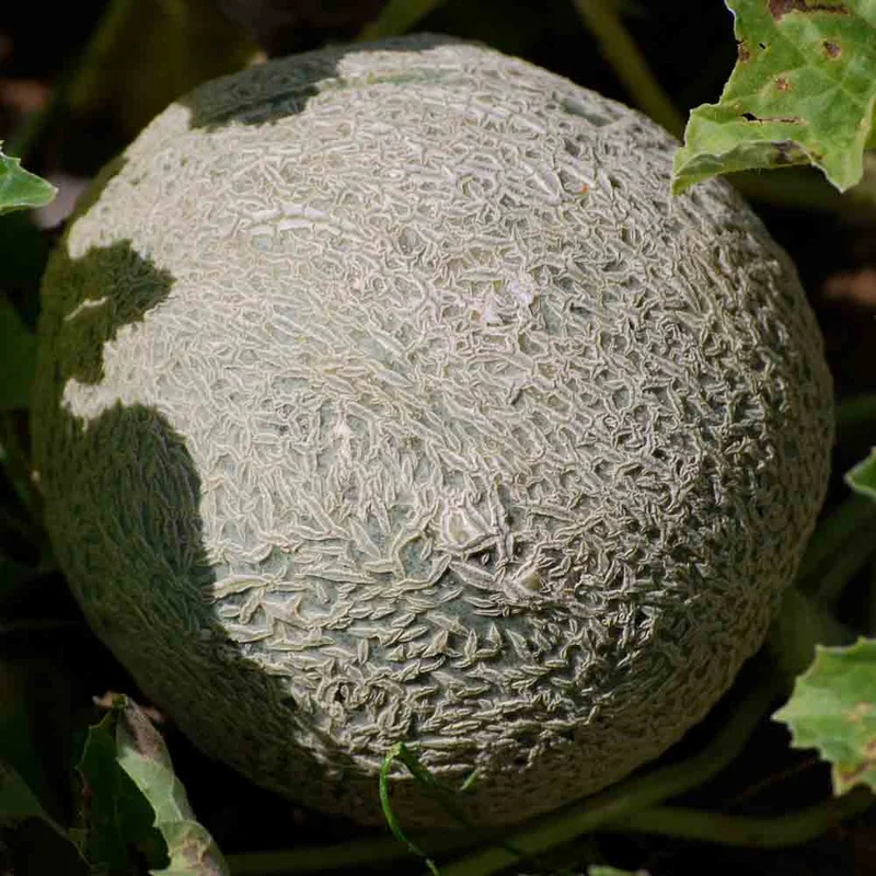 Melon Hales Best Jumbo