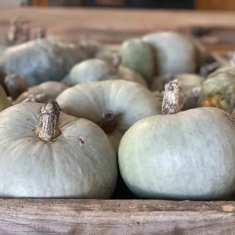 Potiron Bleu De Hongrie