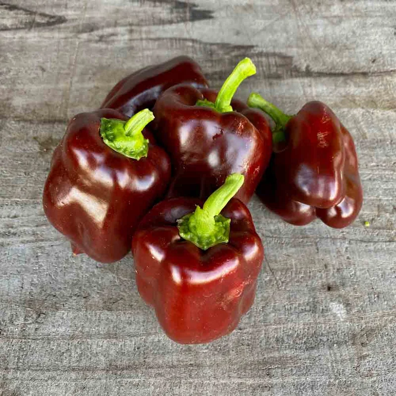 Poivron Doux Chocolat