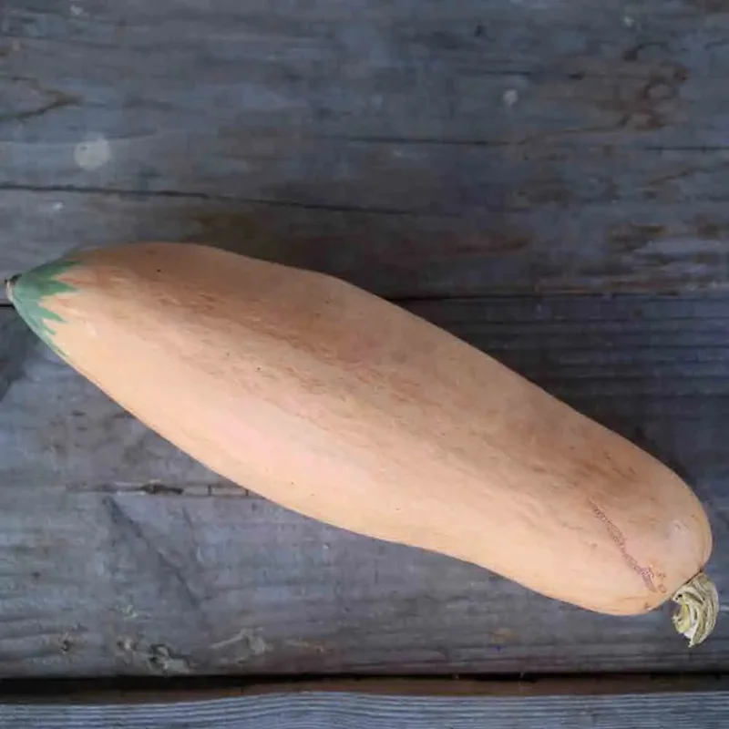 Potiron North Georgia