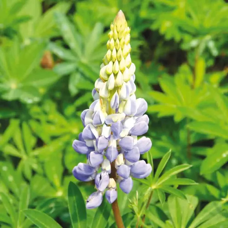Lupin Bleu 150 G