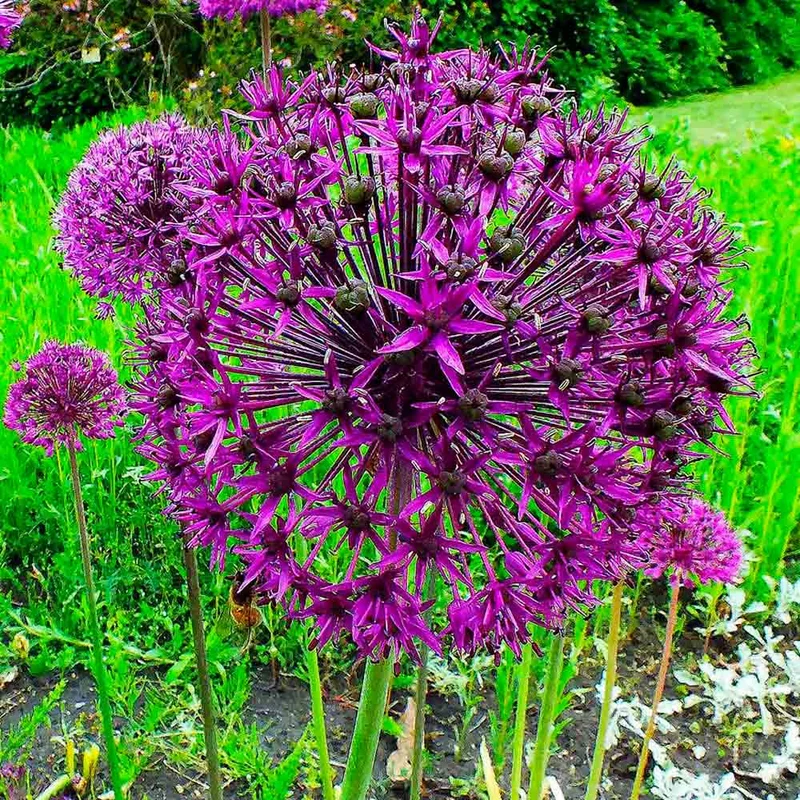 Allium Giganteum