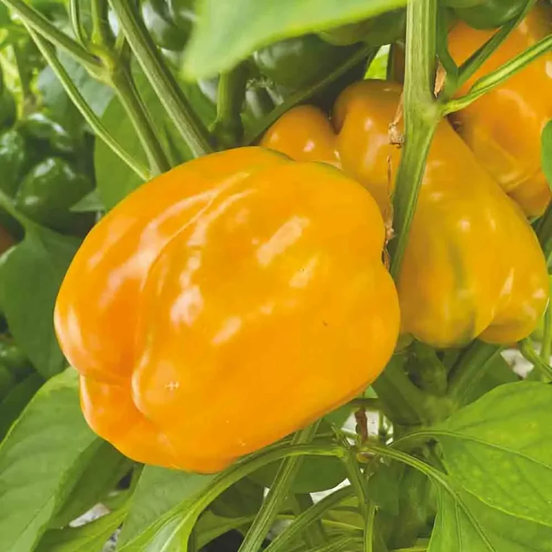 Poivron Carre D'asti Jaune