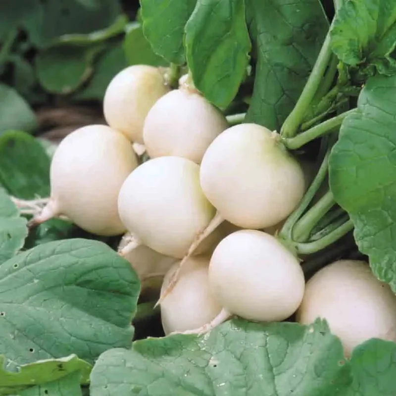 Radis Afrodyta
