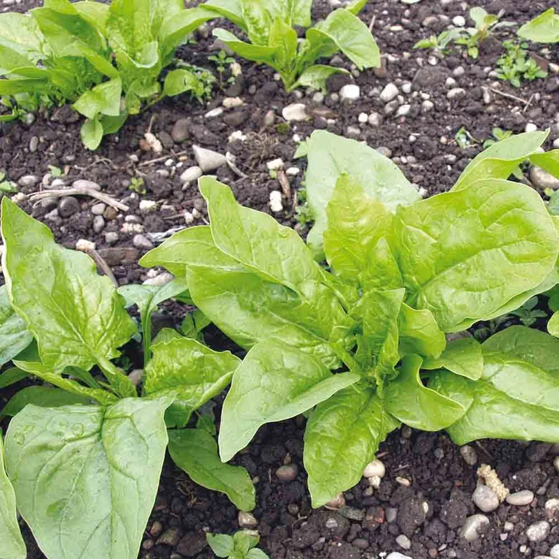 Epinard Premiere Recolte