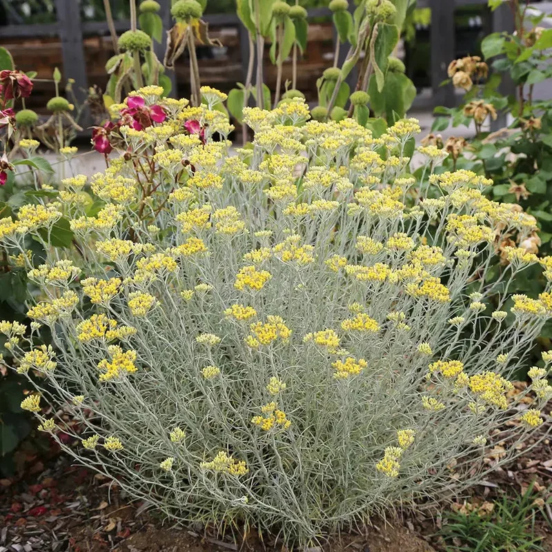 Helichryse Plante Curry