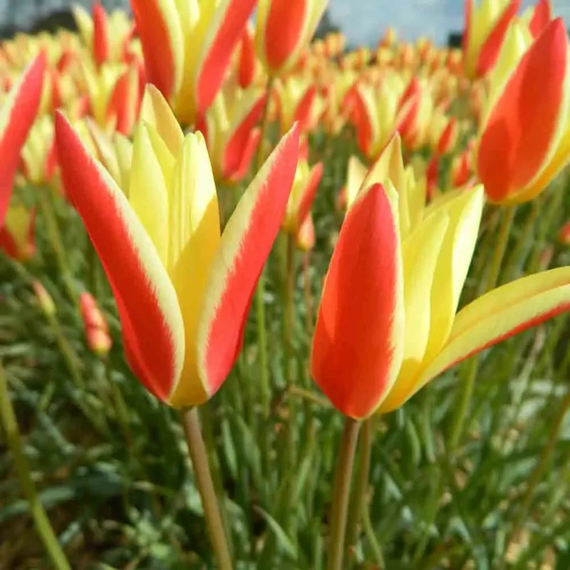Tulipe Clusiana 'tinka'
