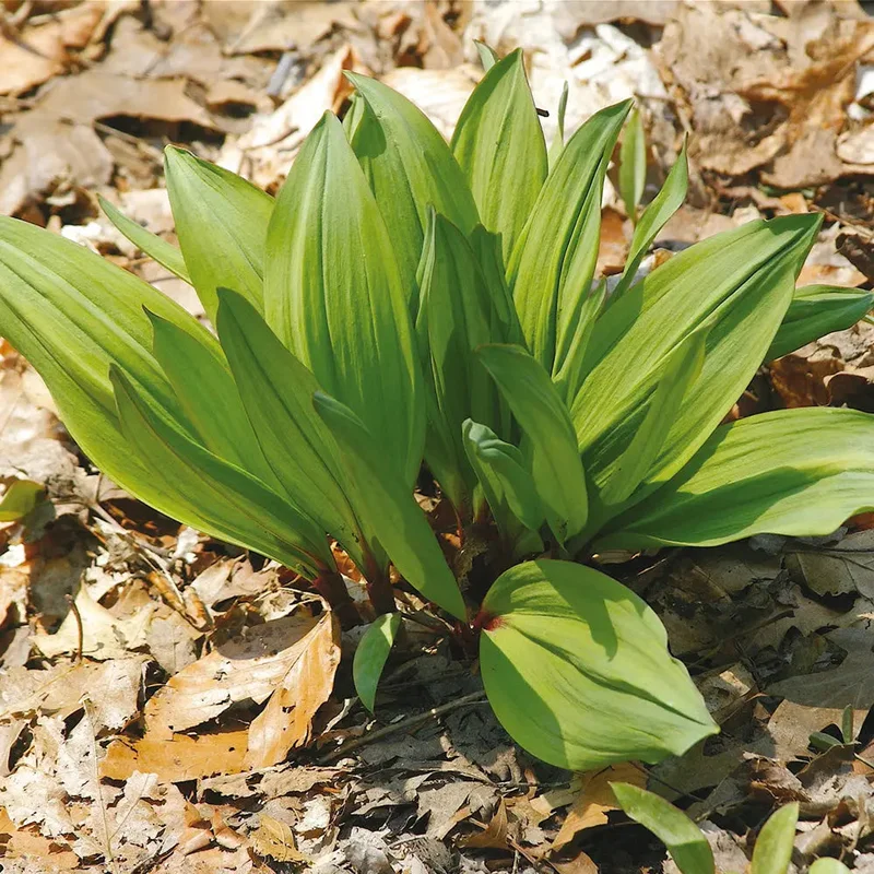 Poireau Sauvage Ou Ail Des Bois