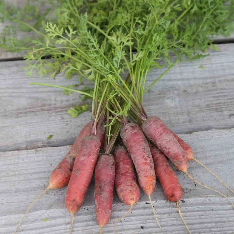 Carotte Longue Rouge Sang