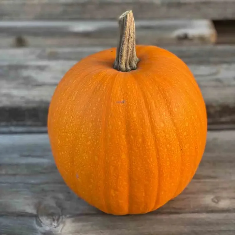 Courge Jack O Lantern
