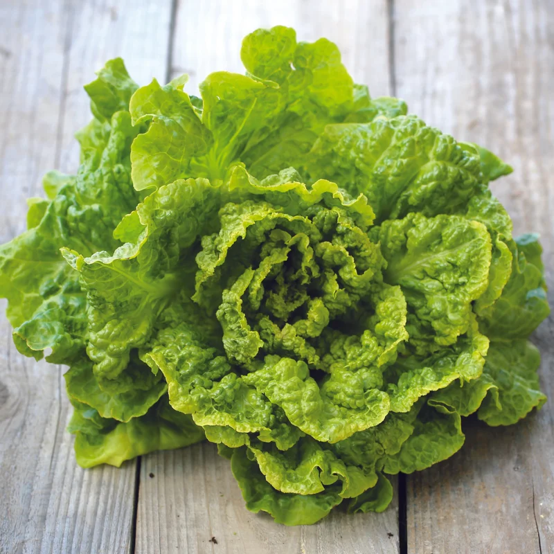 Laitue Batavia Blonde De Paris