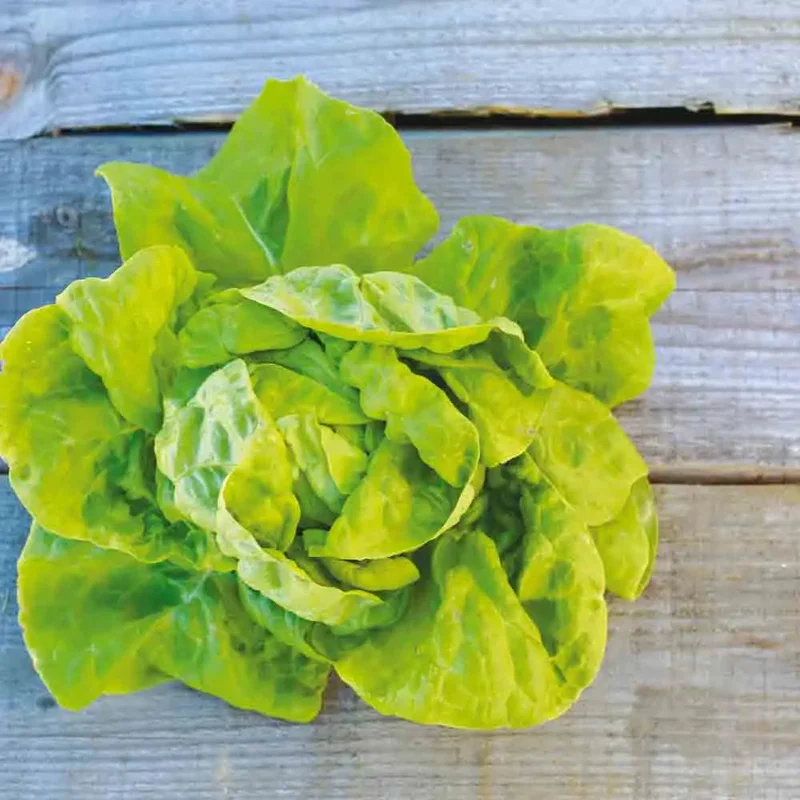 Laitue Pommee De Pologne